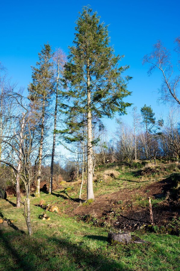Une zone boisée avec un grand arbre imposant au centre, entouré d’arbres plus petits et d’un terrain herbeux.