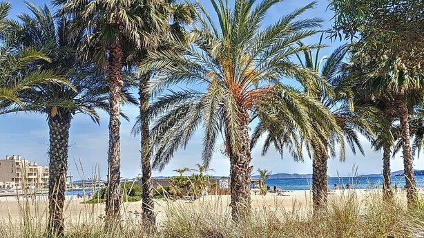 Una playa con palmeras y vista al mar.