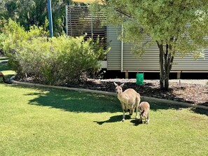 Property grounds - Welcome to Coastal Breeze Beach Villa surrounded by nature. (Preston Beach)