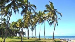 Una playa tropical con palmeras, un área con césped y una costa rocosa.