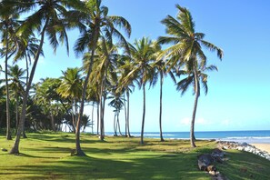 A tropical beach with palm trees, a grassy area, and a rocky shoreline. - Oceanview Hideaway Apartment, Steps from the Beach (Cabarete)
