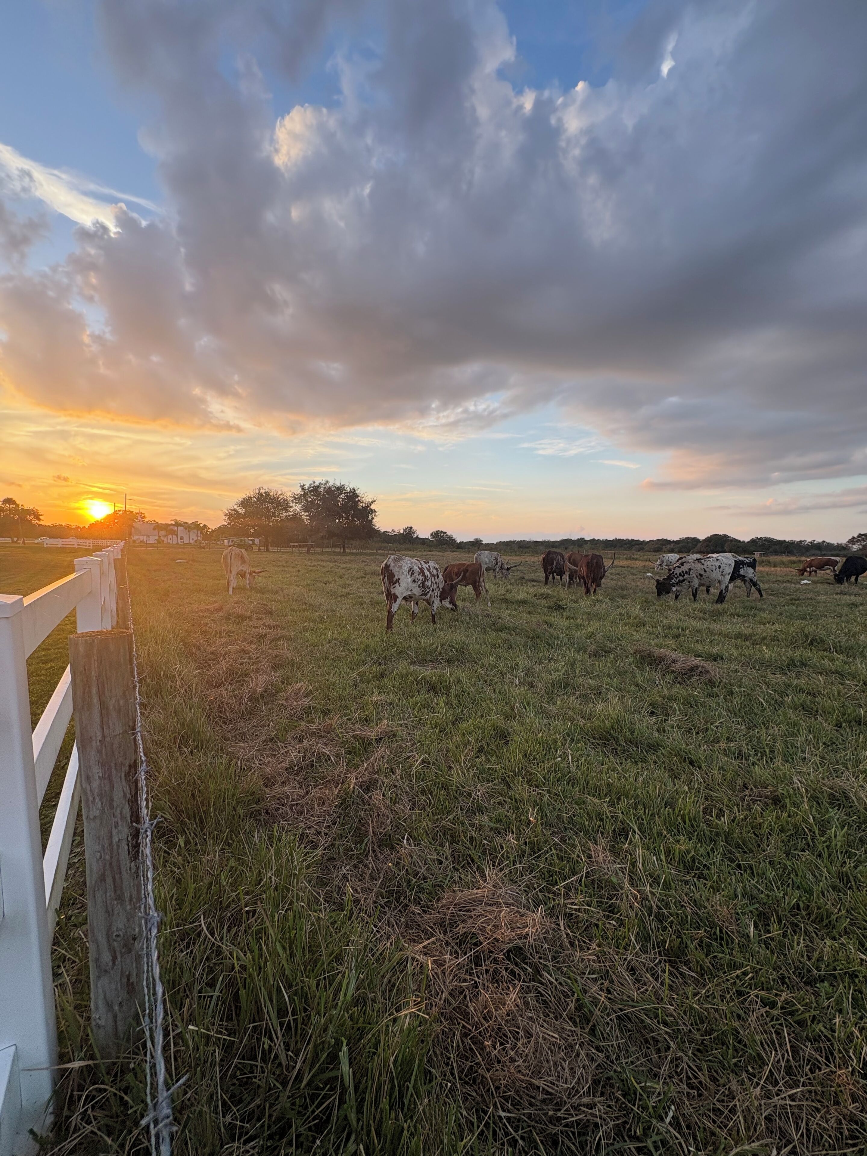Un paysage rural avec une clôture et du bétail qui broute dans un champ au coucher du soleil.