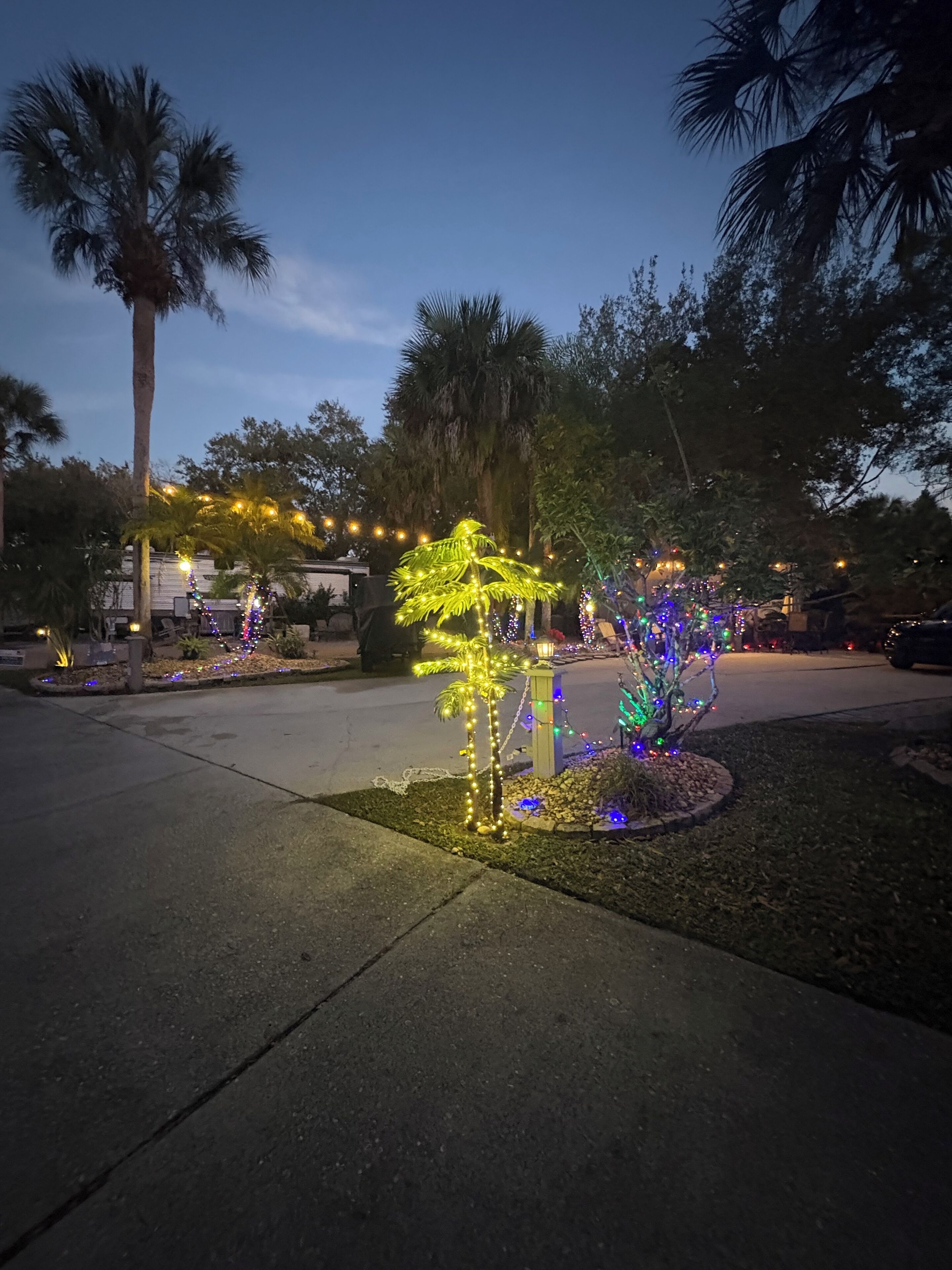 A residential area with a well-maintained lawn and a street lined with palm trees.