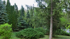 House | Garden - Holiday Home in Leanyfalu With Terrace (Leanyfalu)