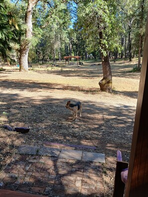 A dog in a park with trees and a wooden structure in the background. -  Magical 1 bd cabin-a soothing Mokelumne Hill getaway: Center of the Universe. (Mokelumne Hill)