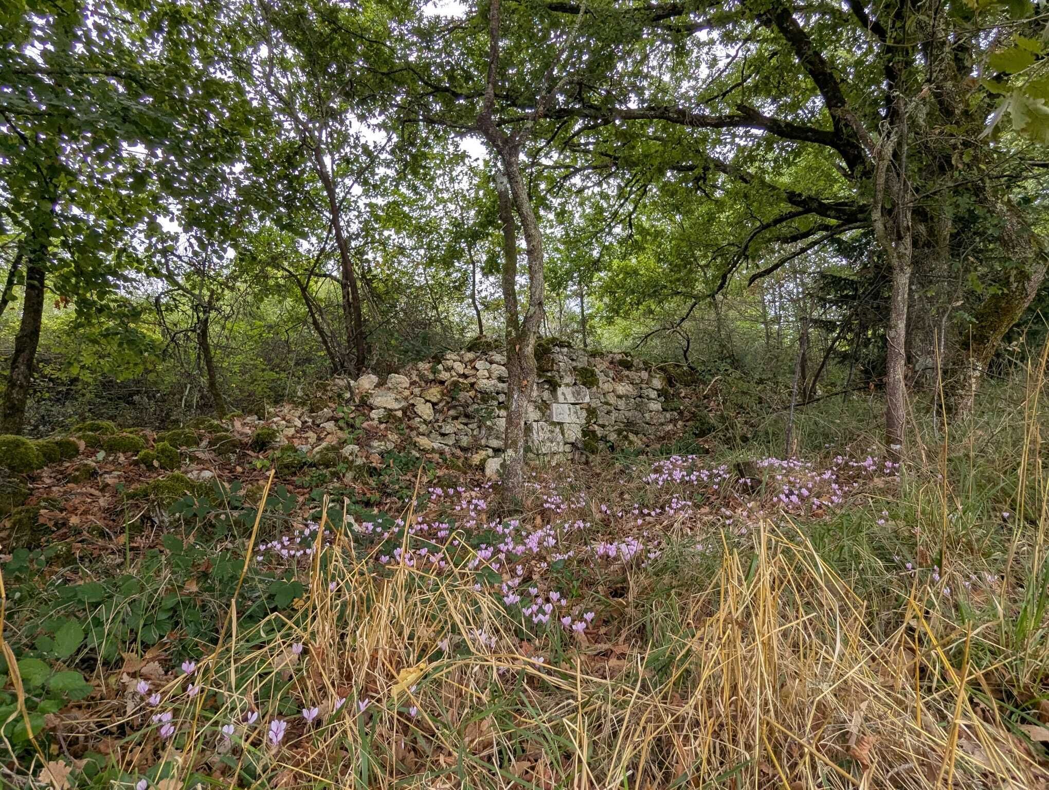 Un mur de pierres dans une zone boisée, avec des fleurs violettes et de l’herbe sèche.