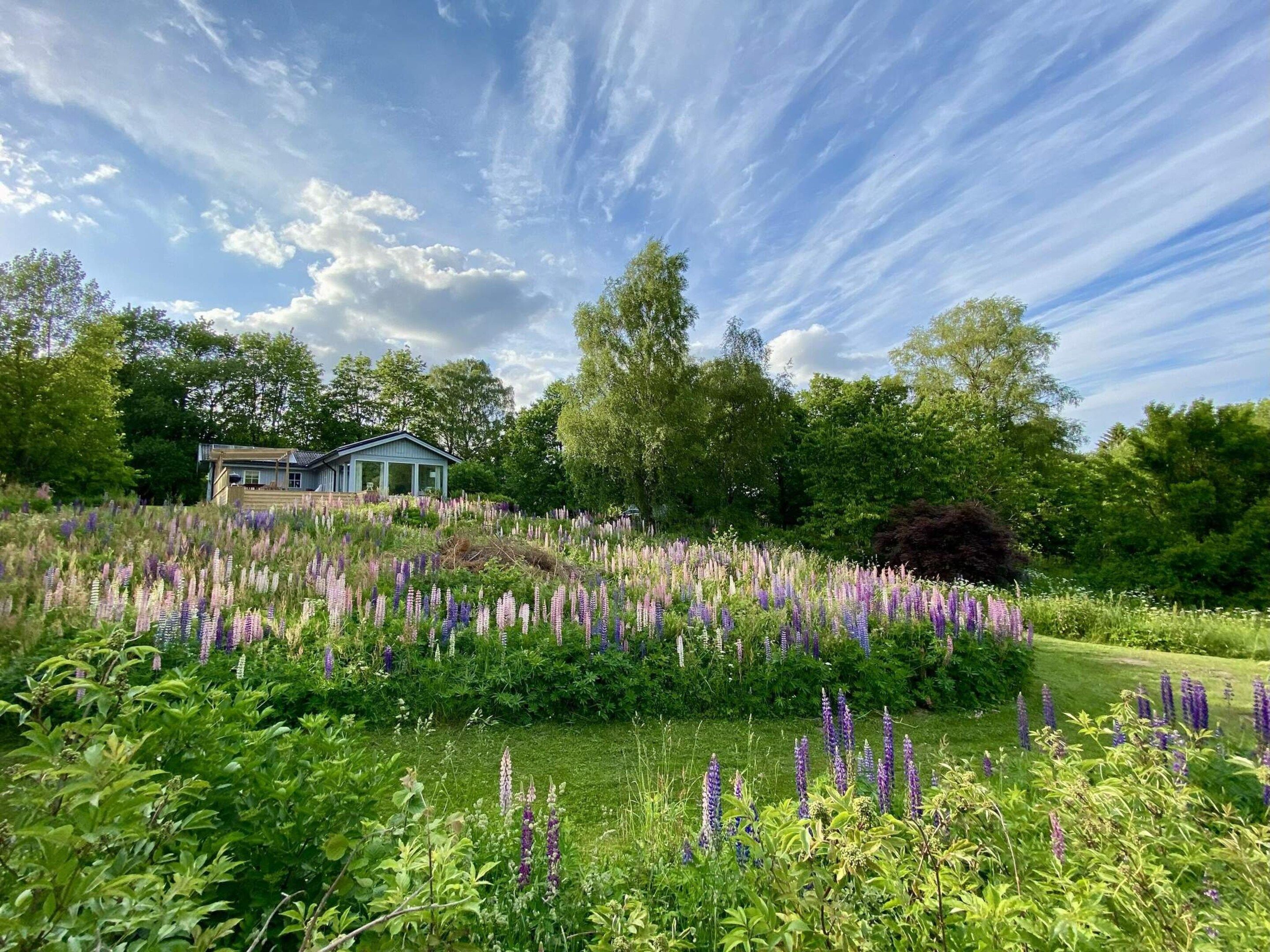 A house surrounded by a lush garden with various plants and flowers.