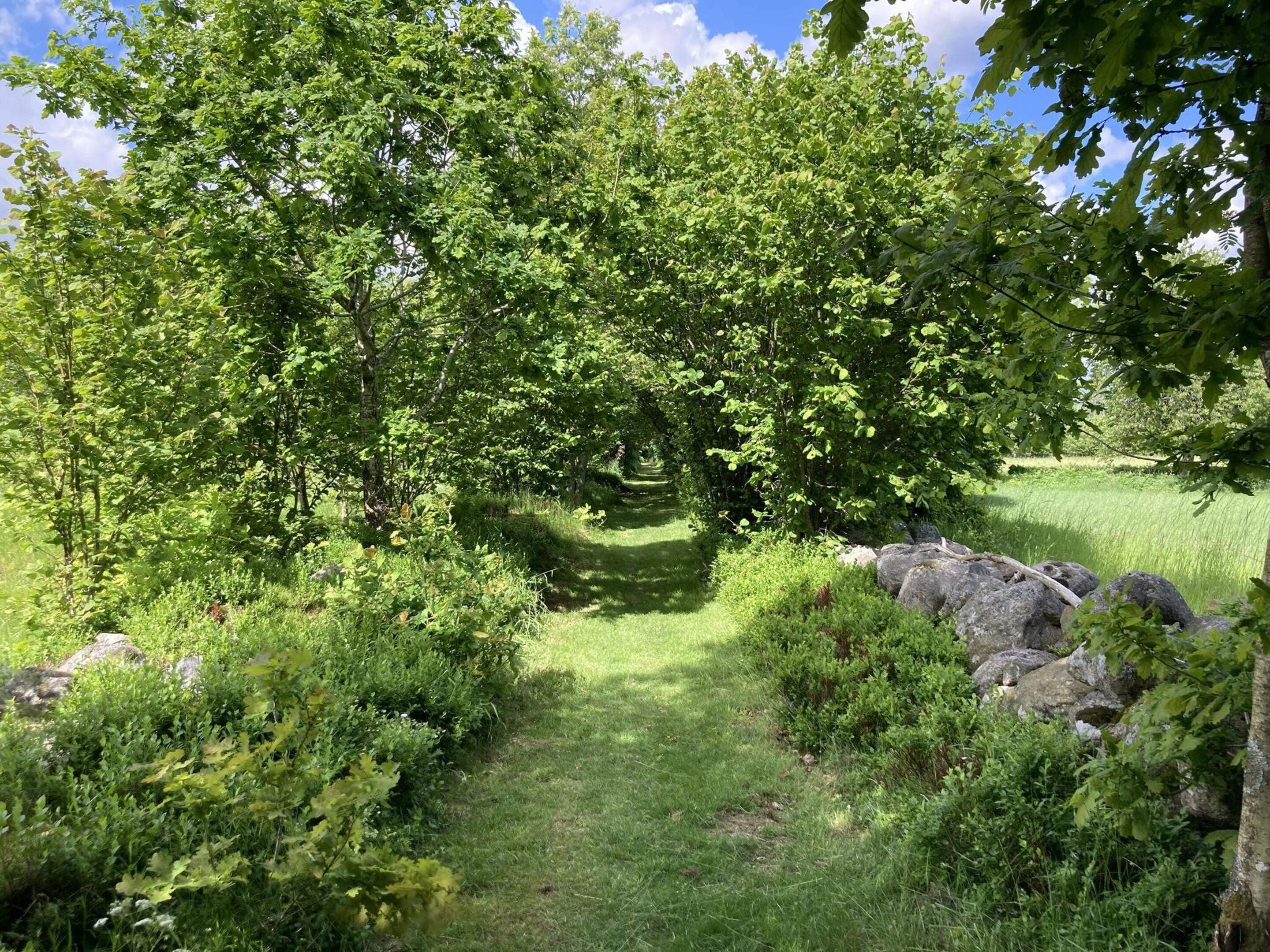Un paisaje natural con un sendero cubierto de hierba, follaje denso y rocas dispersas.