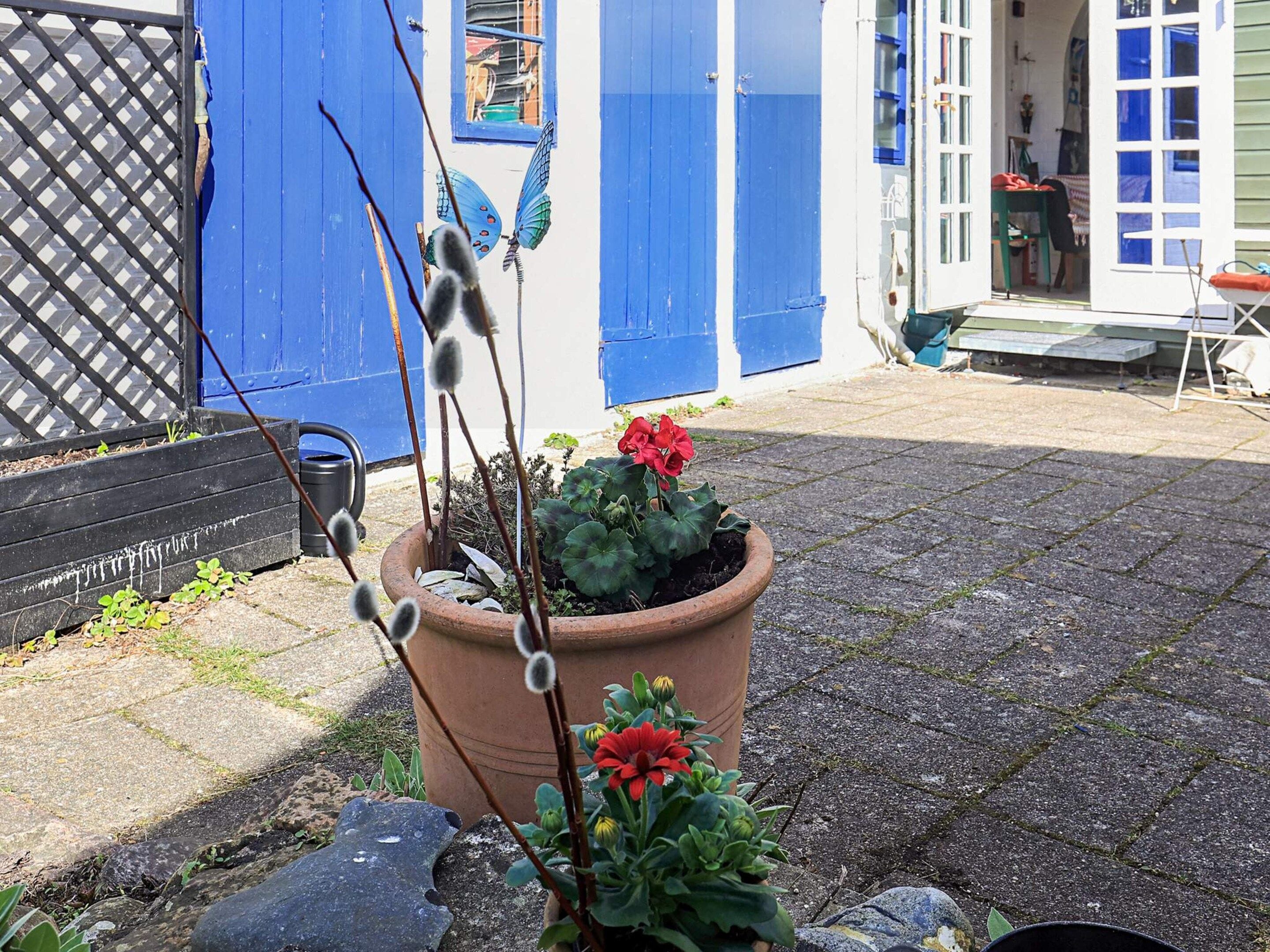 A potted plant with red flowers and pussy willow branches in a courtyard with a blue door and a black gate.