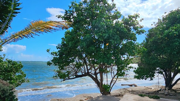 A concrete pathway leading to a beach with a view of the ocean and a tree-lined area. - Portmore Paradise: Pool & 24/7 Security (Portmore)