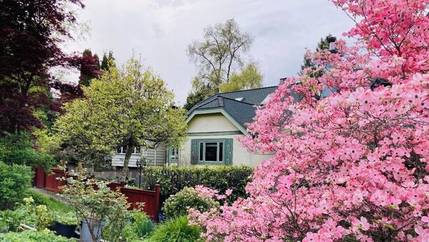 A house with a green roof and a garden with pink flowering plants. - Cozy 3 bedroom suite in heart Kitsilano, close to kits beach & downtown (Vancouver)
