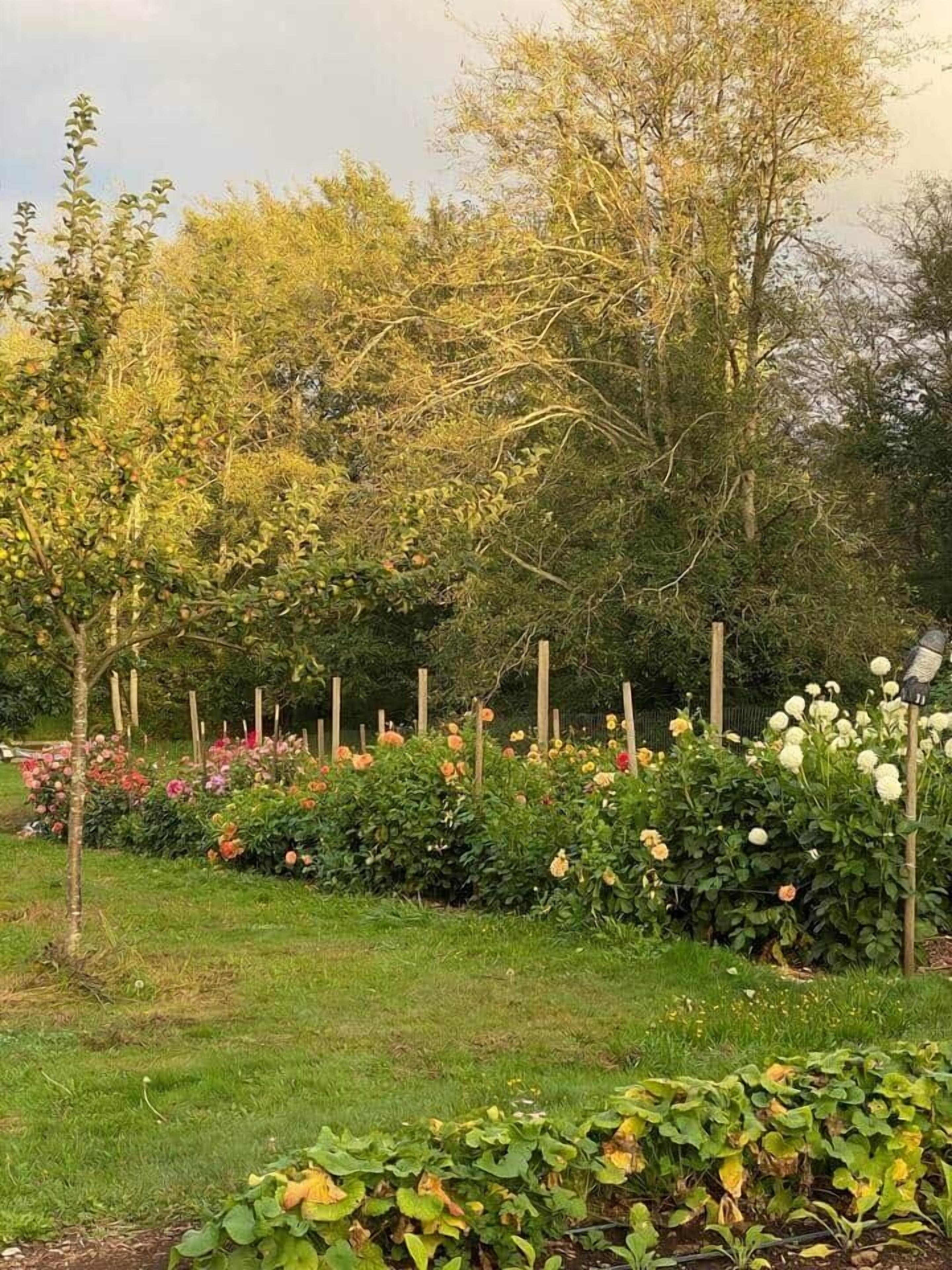 Un giardino con diverse piante e fiori, una recinzione in legno e alberi.