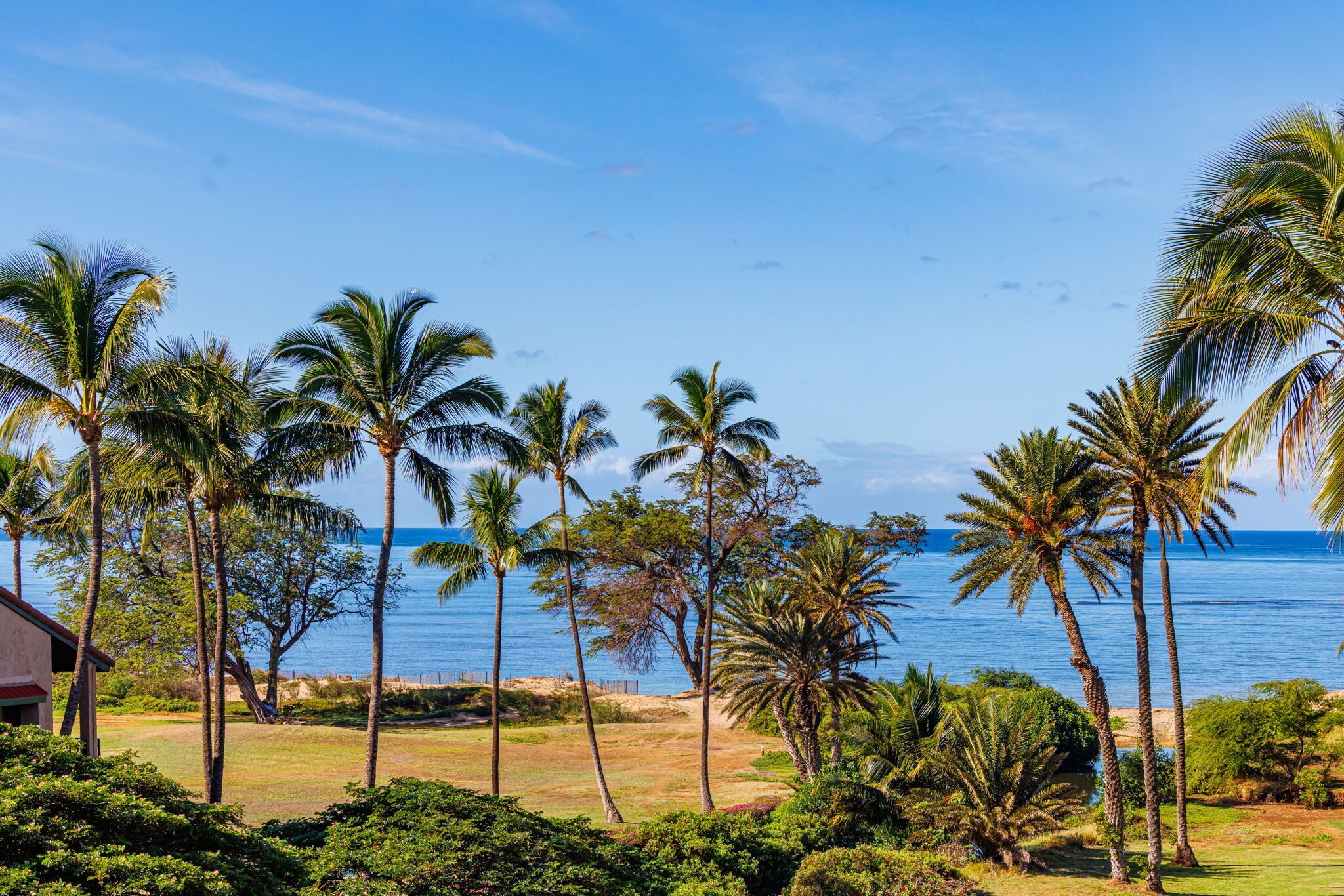 A tropical beach setting with palm trees and a view of the ocean.