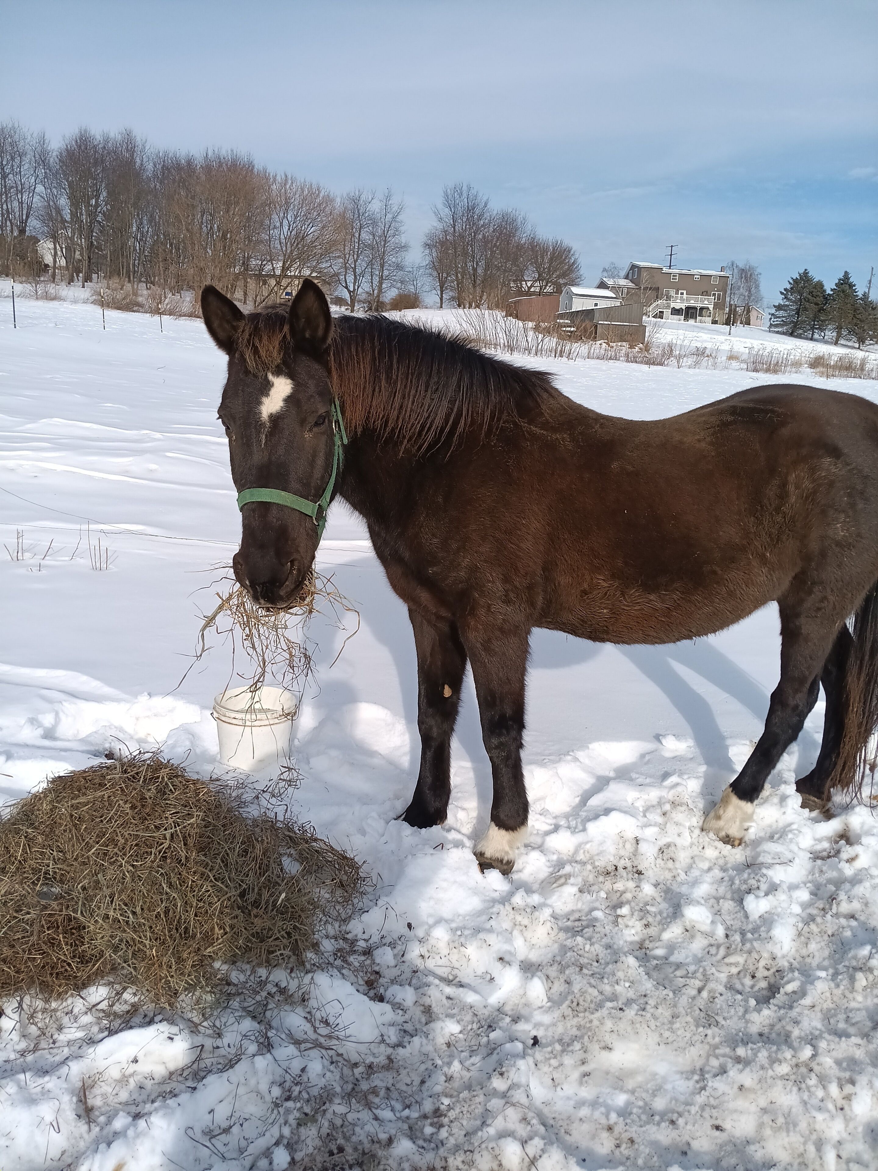 A horse standing in a snowy field with hay and a bucket nearby.