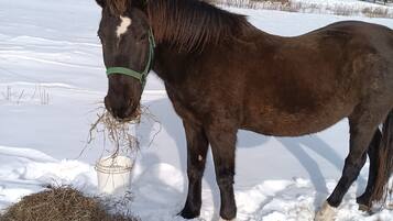 A horse standing in a snowy field with hay and a bucket nearby.