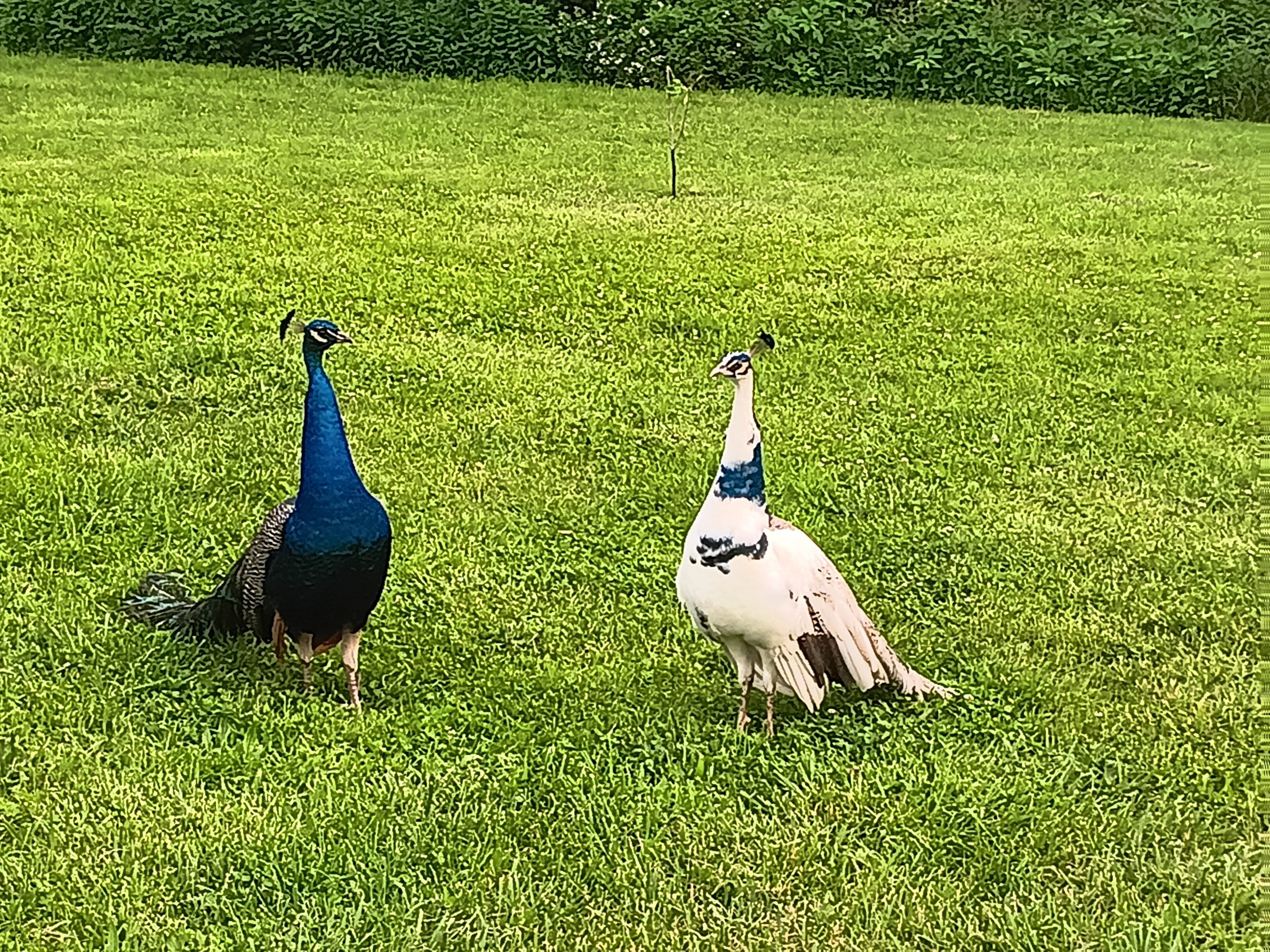 Two peacocks standing on a grassy field.