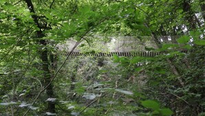 A dense forest with a wooden bridge. - Tranquil Countryside Stay in Durbuy (Durbuy)
