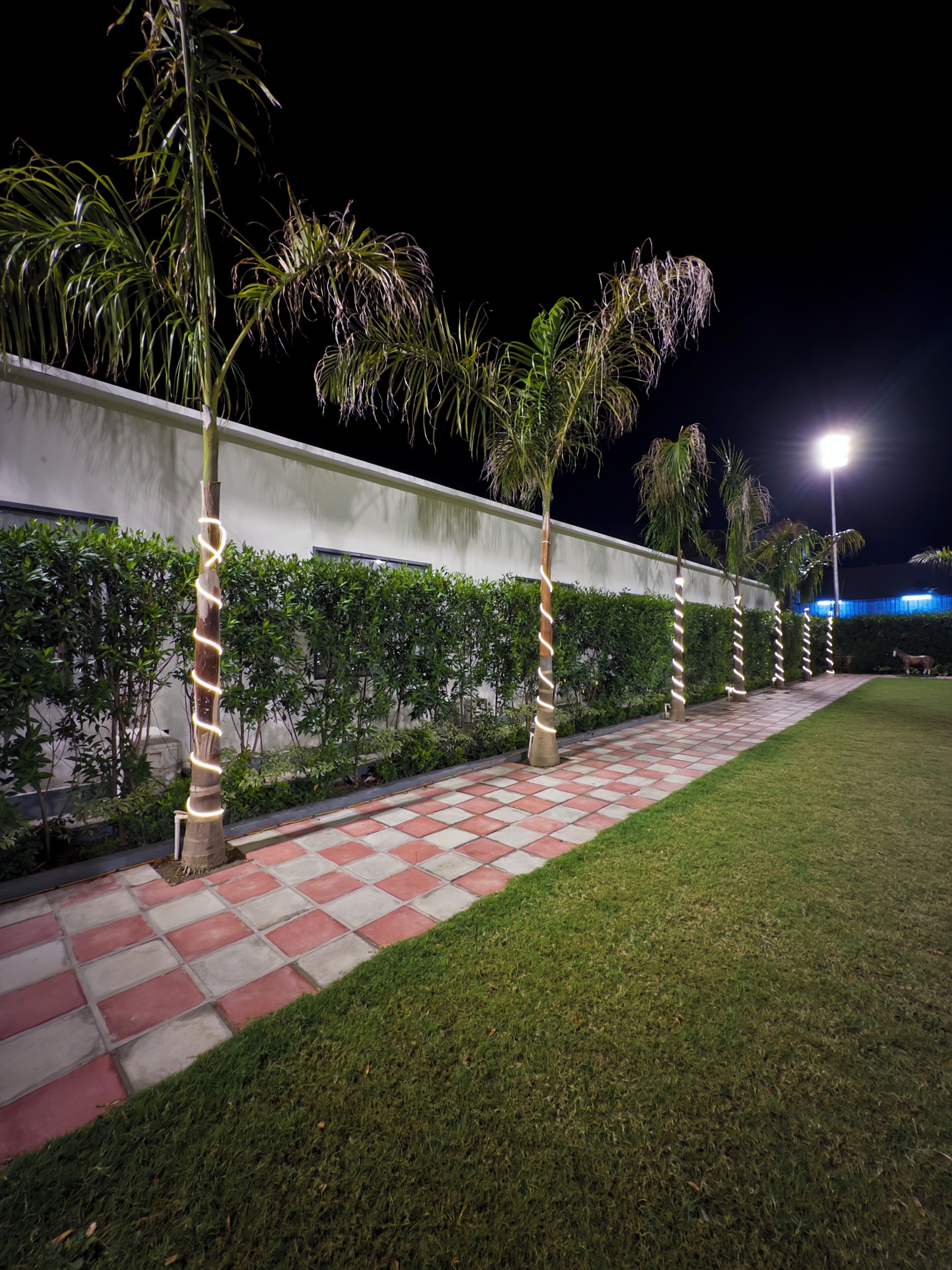 A nighttime outdoor area with a paved walkway, palm trees, and a hedge.
