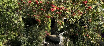 Bumble Bee at 2 Clematis Cottage