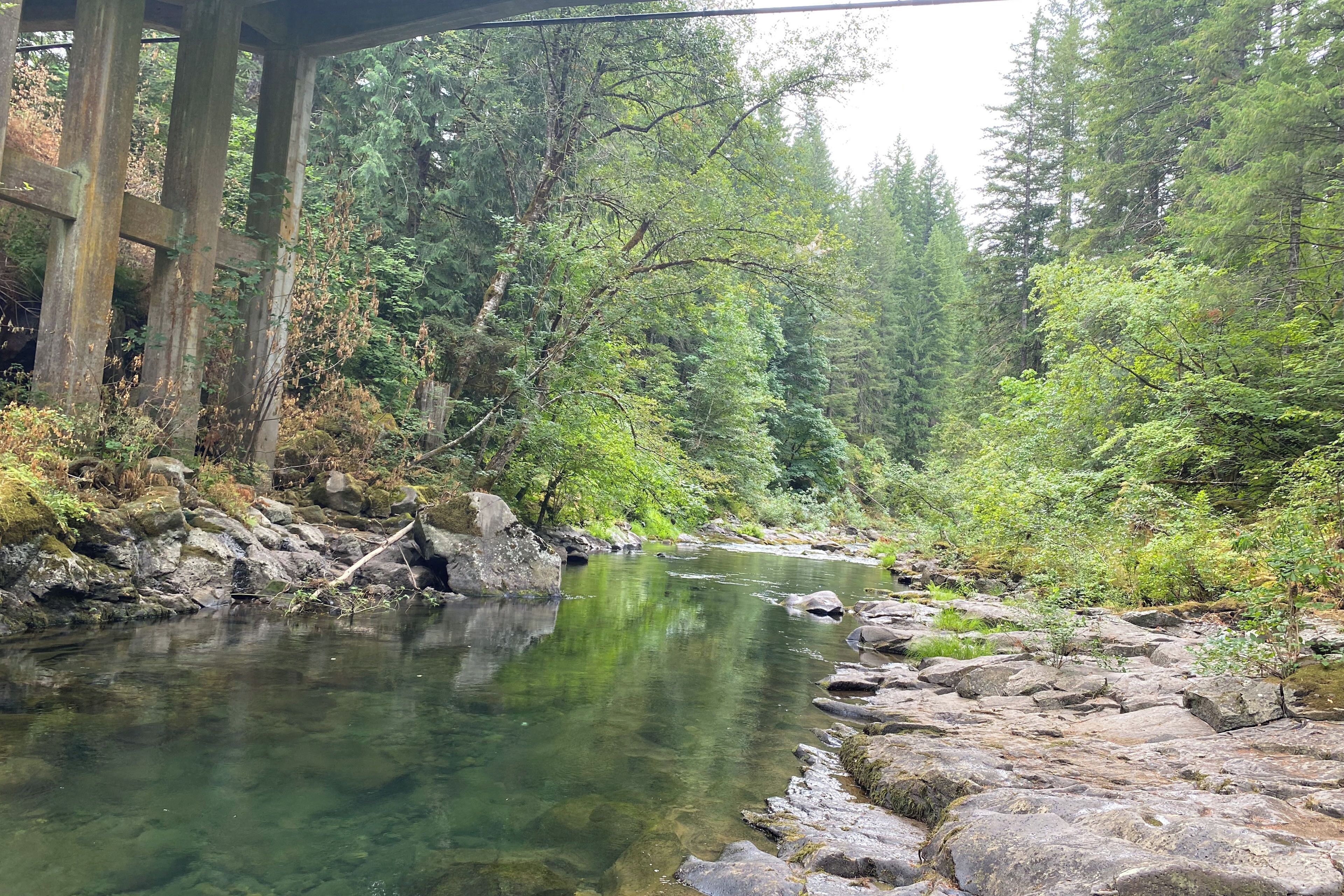 A clear river with rocks and trees in a forested area.