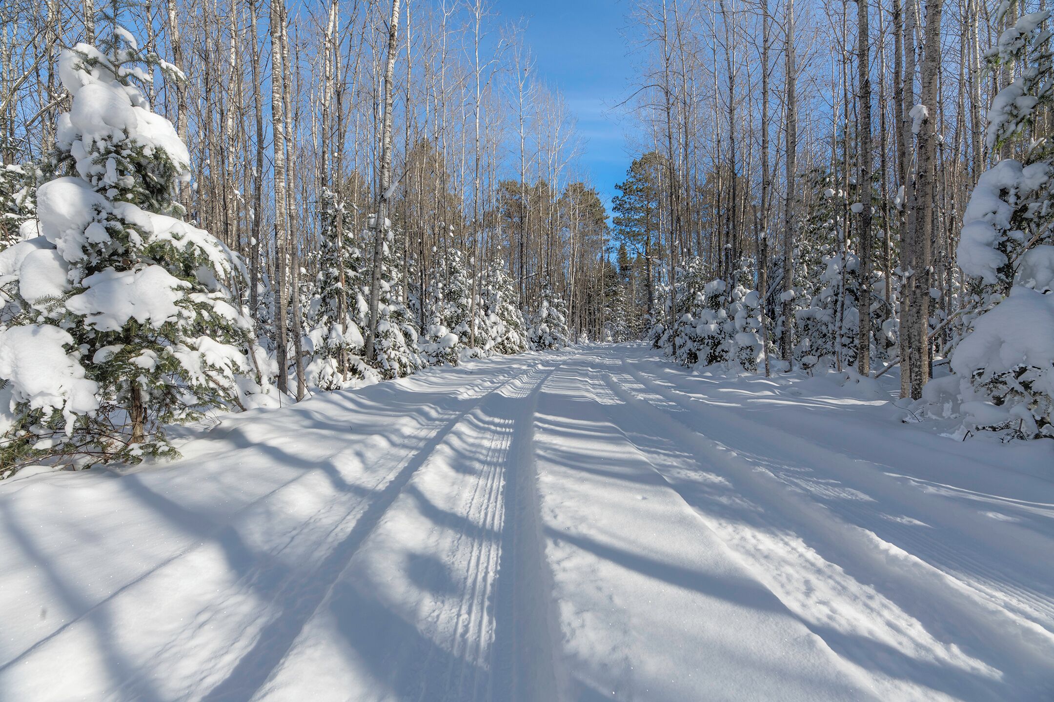 Una carretera nevada bordeada por árboles sin hojas bajo un cielo despejado.