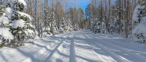 Una carretera nevada bordeada por árboles sin hojas bajo un cielo despejado.