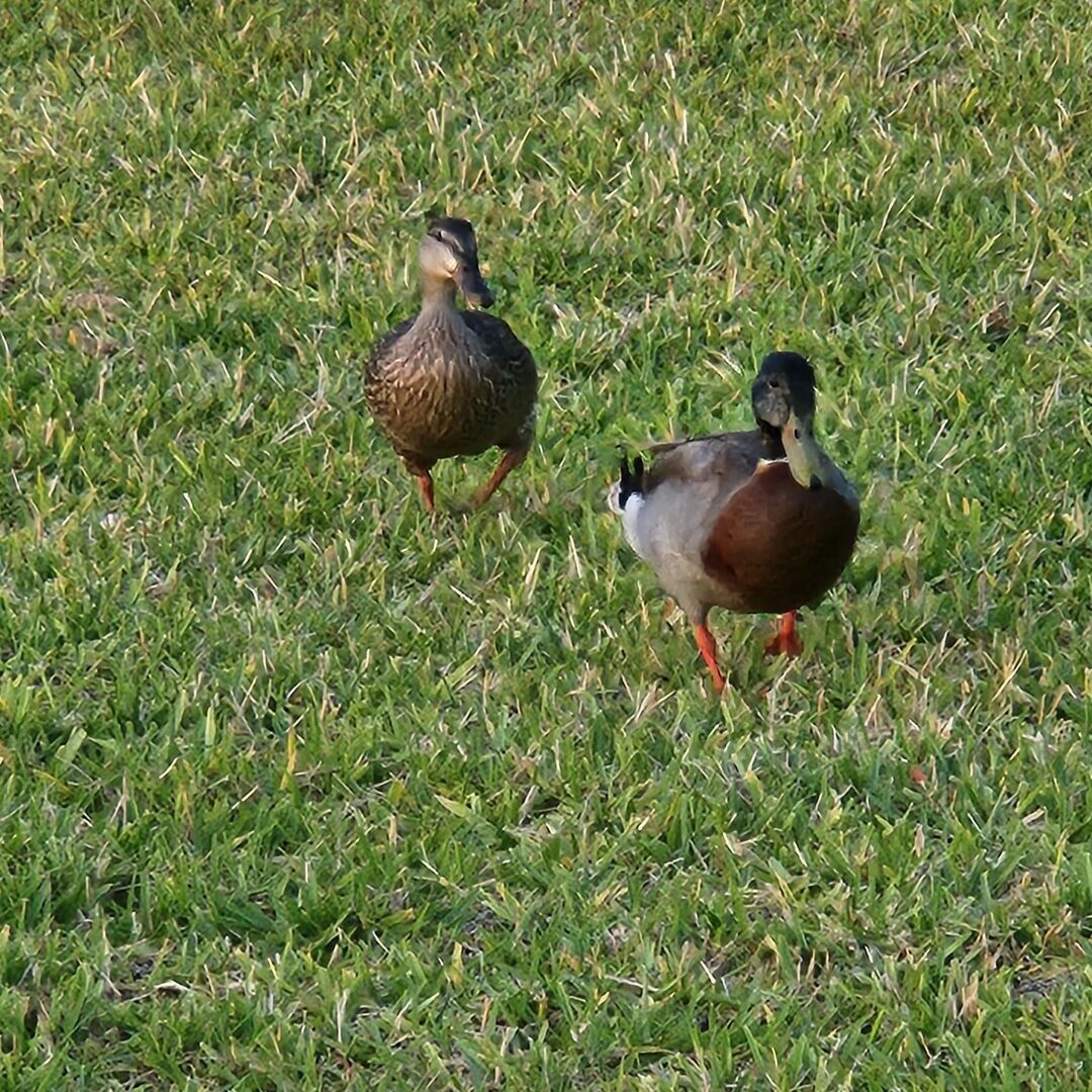 Zwei Enten laufen über eine Wiese.
