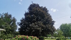 A gravel path leading through a garden with a large tree and pink flowers.