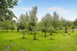 A grassy field with evenly spaced trees.