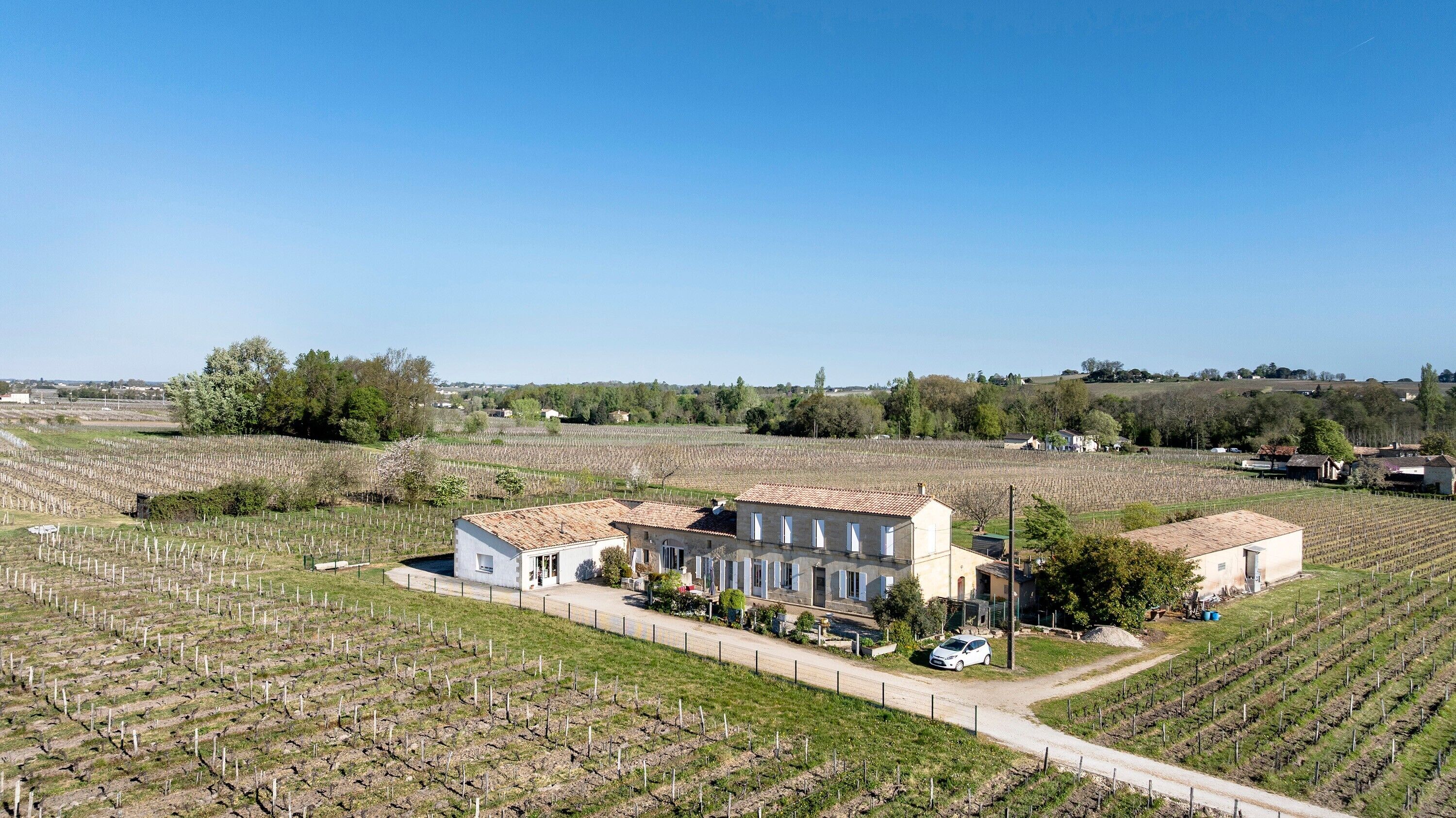 A vineyard with rows of grapevines, a white building with a tiled roof, and a clear blue sky.