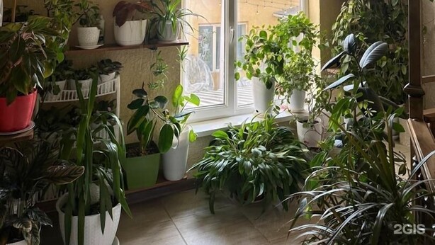 Une pièce dotée d’une grande fenêtre, d’étagères ornées de plantes en pot et d’une composition végétale suspendue.