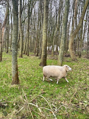 Una oveja en un área con hierba y árboles.