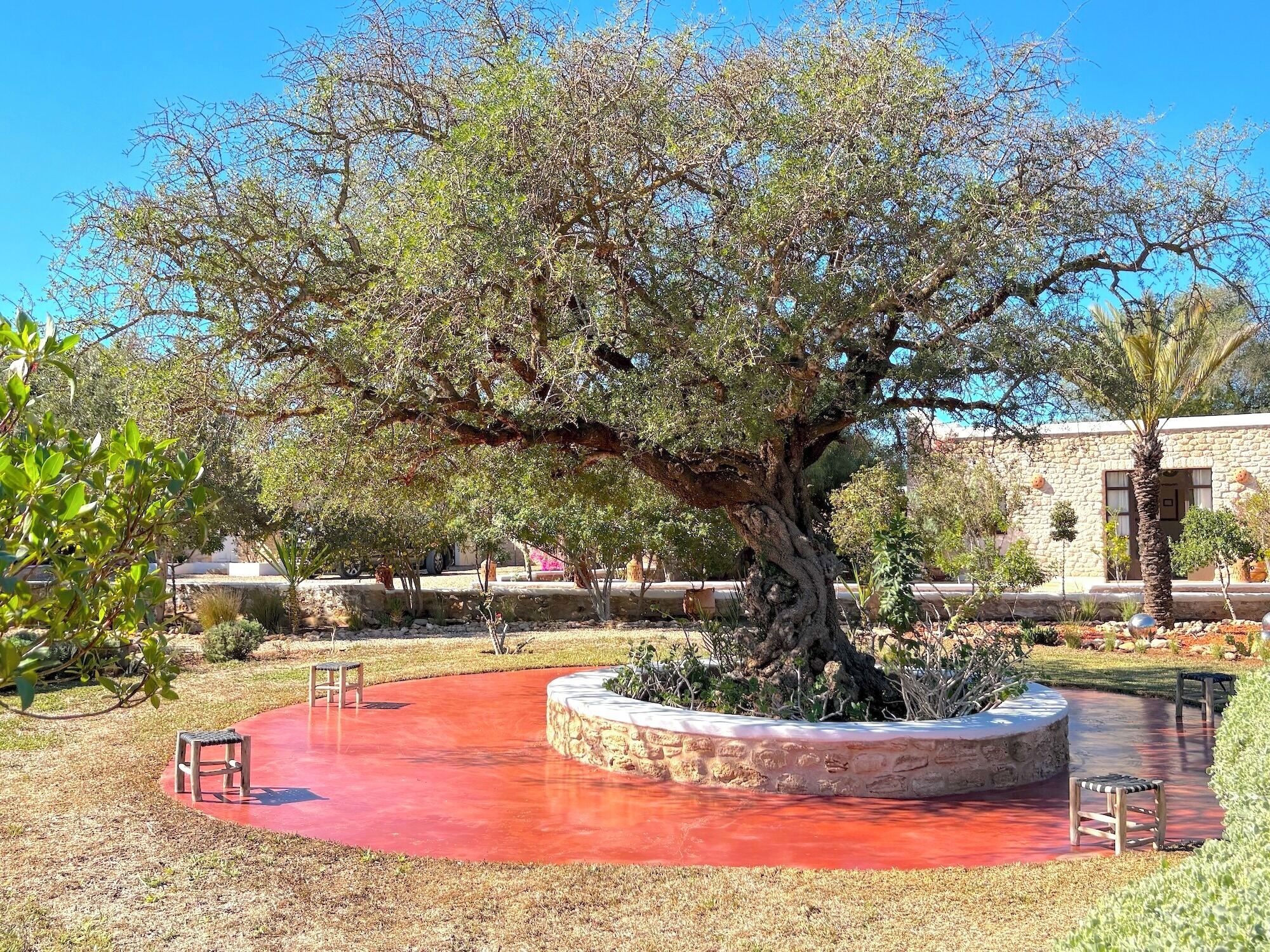 Ein Baum in einem runden Steingefäß, umgeben von einem roten Bodendecker, einer Steinmauer und Bänken.