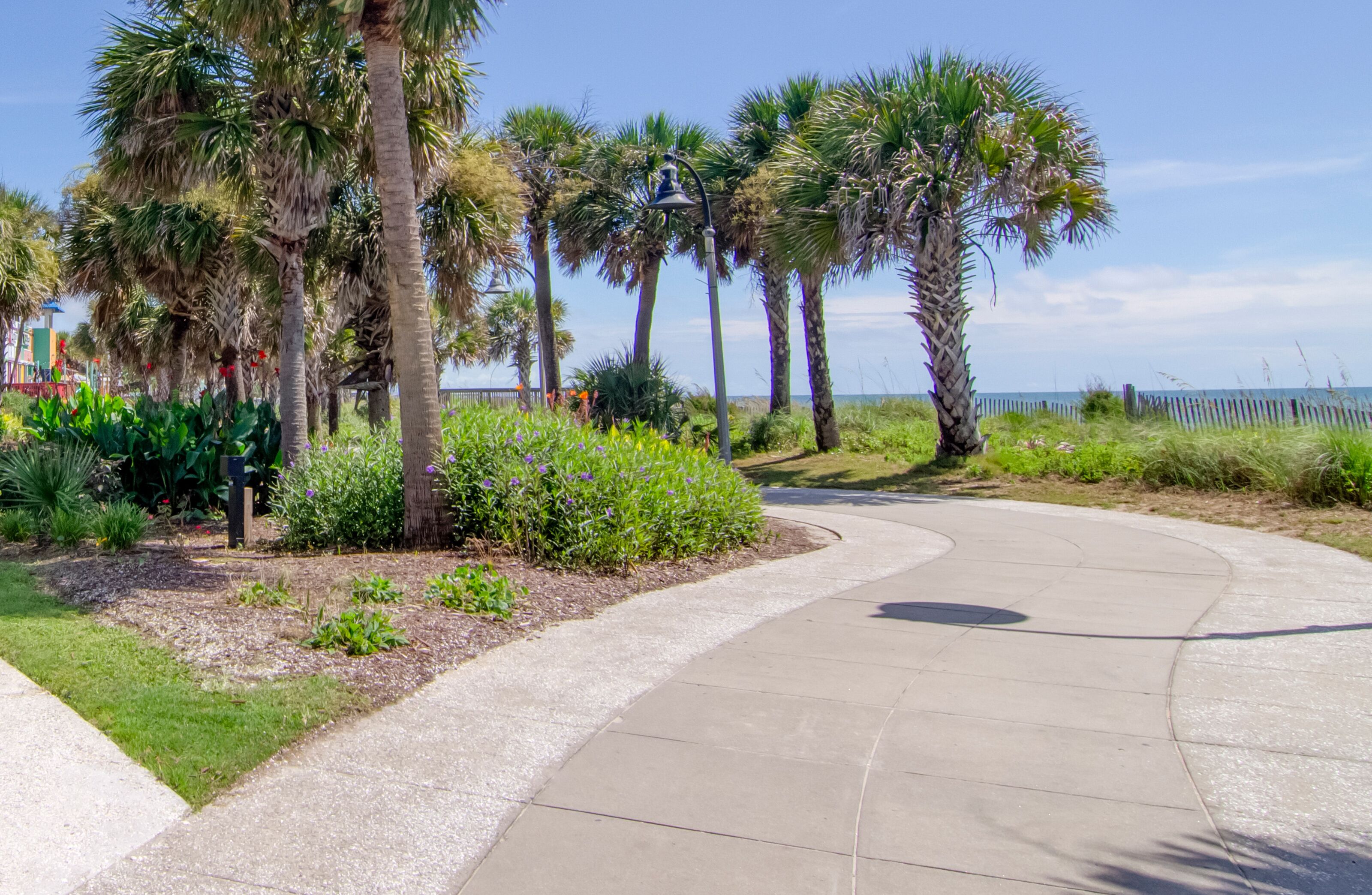 A curved concrete pathway flanked by palm trees and various plants, leading to a beach area.