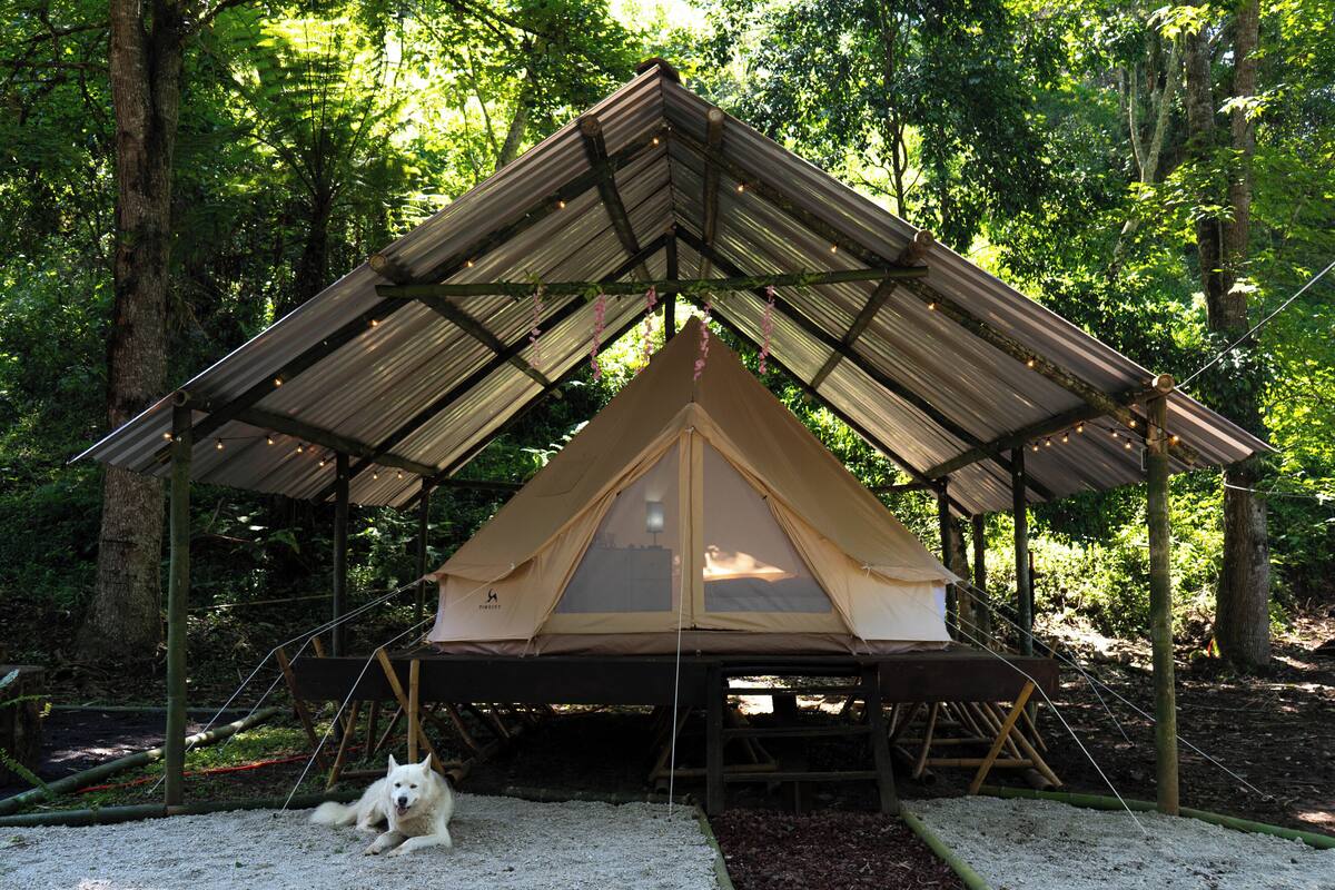 Una estructura tipo tienda de campaña en un bosque, con un perro acostado afuera.