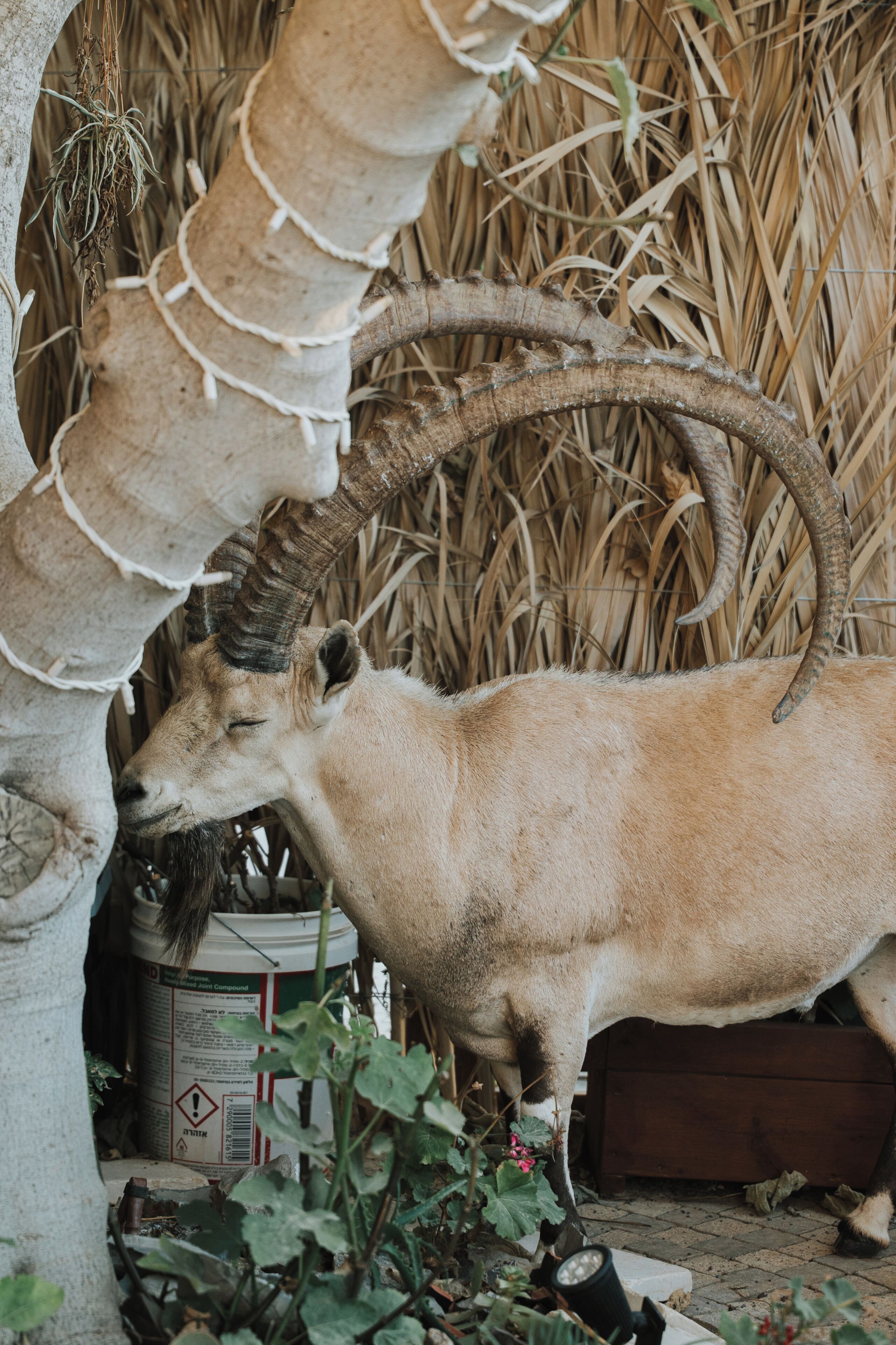 A camel with large curved horns in a rustic setting with straw and a white container.
