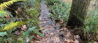 Cozy 2-bedroom LAKE HOUSE in charming Cougar with cool AC