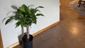Une plante en pot, placée à côté d’un mur orné d’un miroir rond.