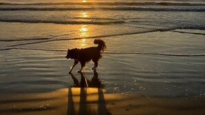 Cena de praia com um cão caminhando na areia molhada durante o pôr do sol.
