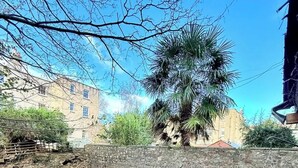 A backyard with artificial grass, a barbecue grill, and a palm tree. - garden flat in vibrant area of Clifton  by Bristol university (Bristol)