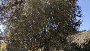 Un jardin avec un arbre, des plantes en pot et un espace piscine.