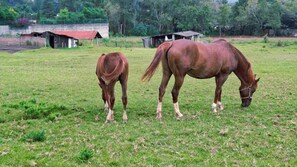 Horseback riding - Rondo Glamping By Gestores (Pátzcuaro)