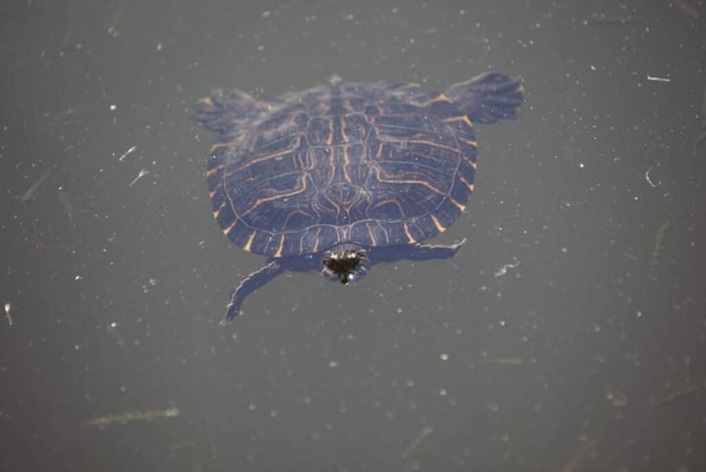 A turtle swimming in water.