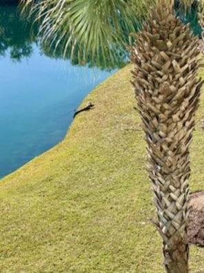 A palm tree with a well-maintained lawn and a body of water in the background. - Breezy and Blessed Beach Condo (Pawleys Island)