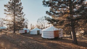 Yurts in a forested area with a dirt path. - Glamping yurt at a nature retreat Sequoia Highland (Dunlap)