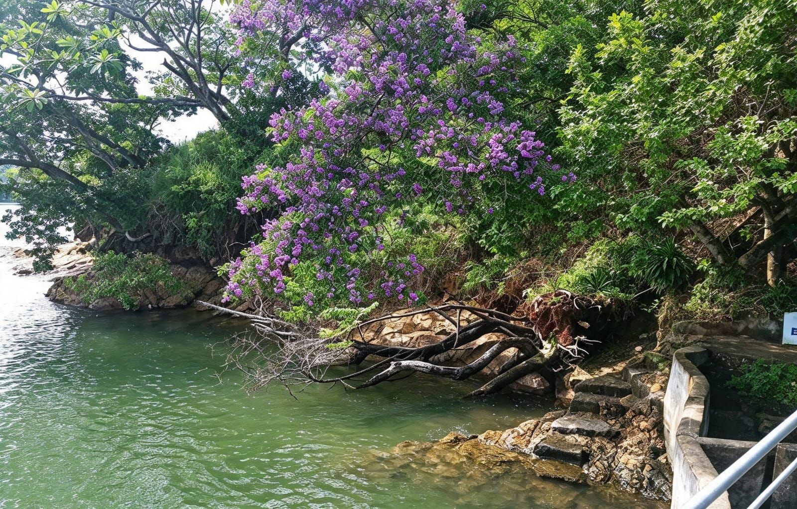 Eine natürliche Landschaft mit einem Gewässer, einem Baum mit violetten Blüten und einer Steintreppe, die zum Wasser hinunterführt.