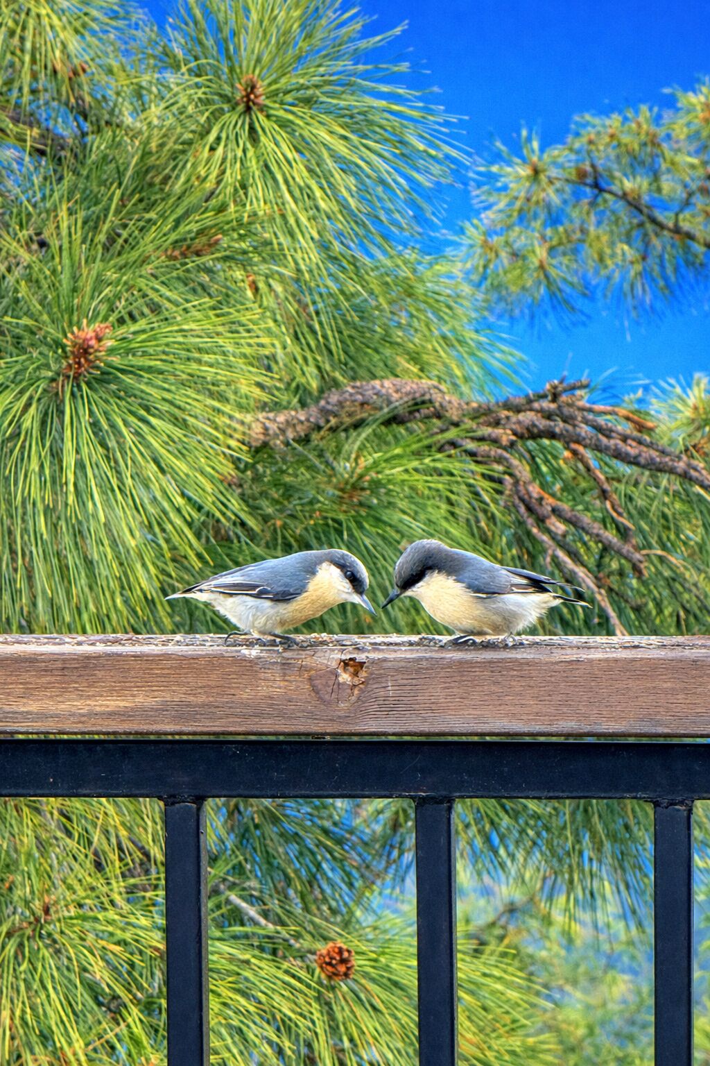 Balkon