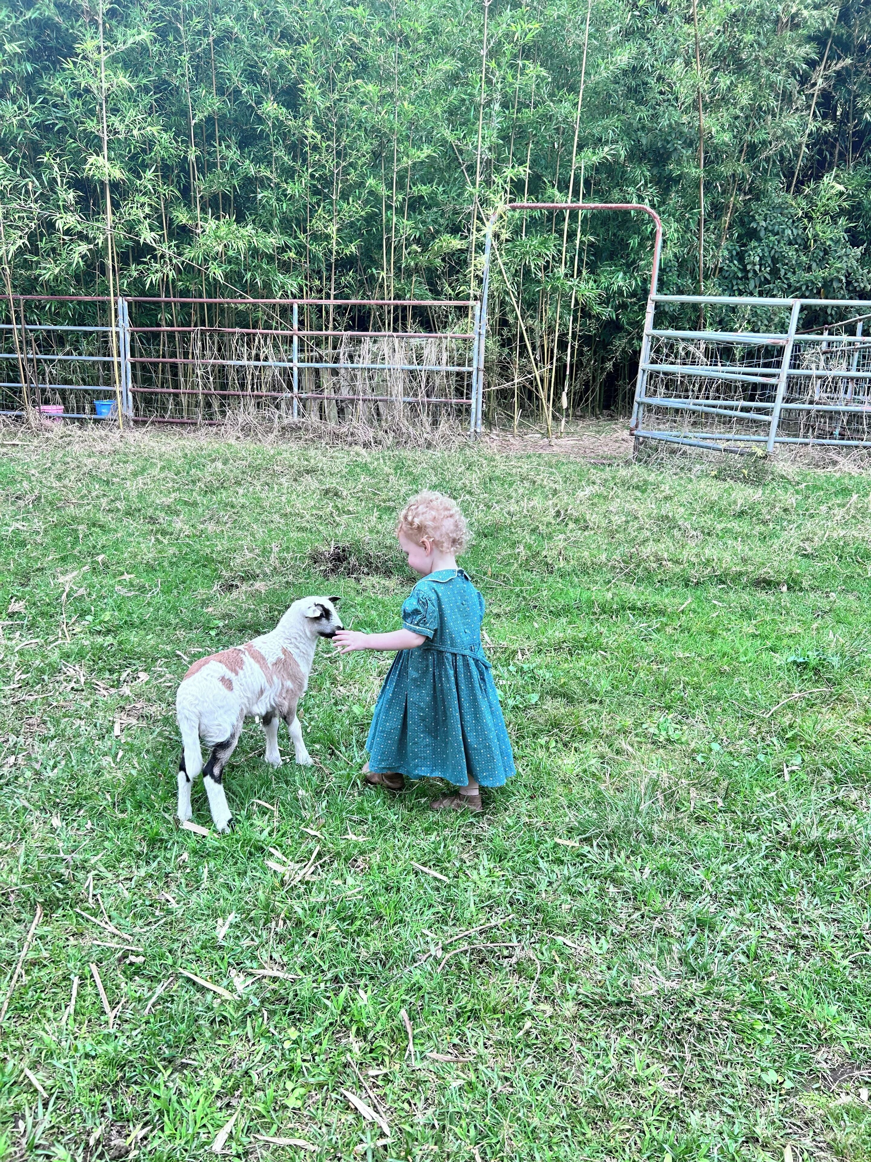 Huisdieren toegelaten