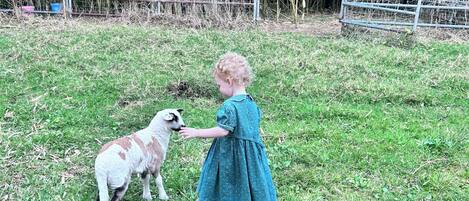 Huisdieren toegelaten