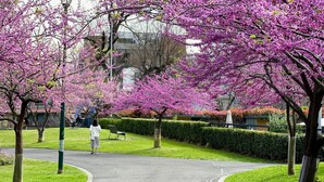 Un parc avec des cerisiers en fleurs, un chemin pavé et une personne qui se promène.
